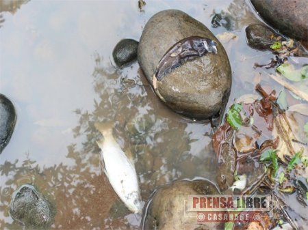 Muestras de peces muertos en Nunchía permitirán determinar el origen que desató el fenómeno, según Corporinoquia