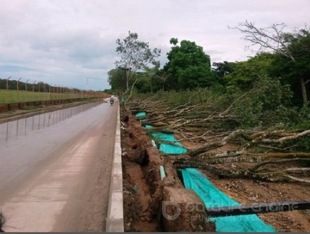 Sancionado contratista en Arauca que afectó árboles en realización de obra