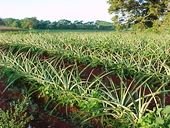 Taller sobre la agroindustria de la piña realiza Cámara de Comercio en municipios de Casanare
