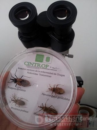 En Aguazul inició recolección de pitos transmisores del Chagas