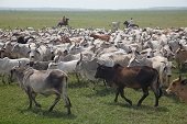 Asamblea avaló declaratoria del ganado criollo casanareño como patrimonio genético 