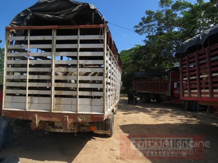 211 burros y cinco caballos transportados de forma ilegal fueron incautados por la Policía Nacional.