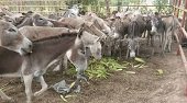 El ICA tiene bajo protección a 114 burros incautados en Arauca por la Dian
