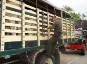 Fedegán advirtió sobre alarmantes incrementos en el número de casos reportados de hurto de ganado