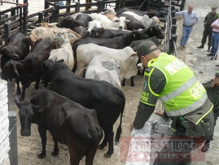Fedegán advirtió sobre alarmantes incrementos en el número de casos reportados de hurto de ganado