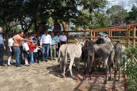 En Arauca el ICA donó asnos a colegios y escuelas de la región