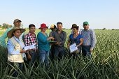 En Aguazul le apuestan al cultivo de piña para dinamizar economía 
