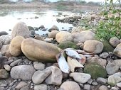 Investigan si Planta de Tratamiento de Aguas Residuales de Yopal es la causante de mortandad de peces en Morichal