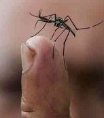 Aumentan casos de Chikungunya en Casanare