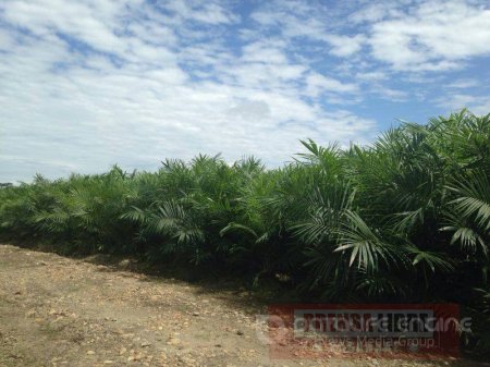 ICA declaró plagas de control oficial en el cultivo de aceite de palma