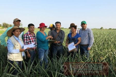 En Aguazul le apuestan al cultivo de piña para dinamizar economía 