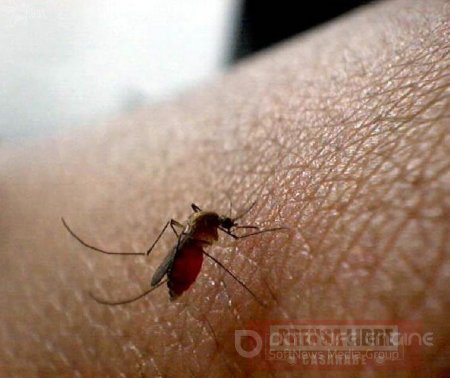 Autoridades sanitarias prevén inevitable epidemia de Chikungunya en Yopal