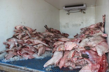 Corporinoquia y la Policía Nacional incautaron 2.156 kilogramos de carne de chigüiro 