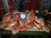 En Yopal incautaron 50 kilos de pescado 