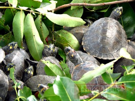 Piden frenar consumo de tortugas e iguanas y sus huevos en Semana Santa