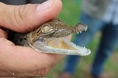 En el Parque Wisirare de Orocué nacieron 57 ejemplares de caimán llanero