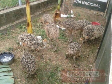 Policía incautó 10 avestruces en Hato Corozal