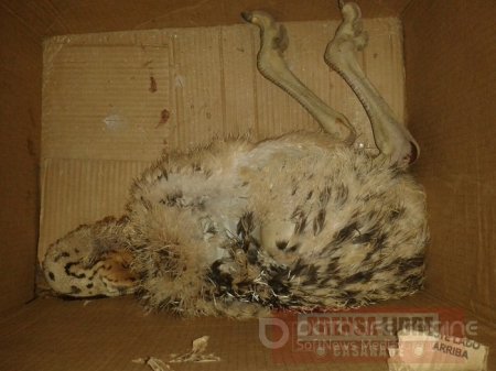 Policía incautó 10 avestruces en Hato Corozal