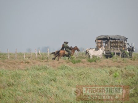 Policía incautó 420 bovinos en zona rural de Arauca