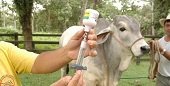 ICA reiteró a los ganaderos la obligación de cumplir con los ciclos de vacunación