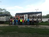 Ejército recuperó en Paz de Ariporo 64 cabezas de ganado procedente de Venezuela