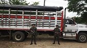 84 bovinos de contrabando fueron incautados en Tame