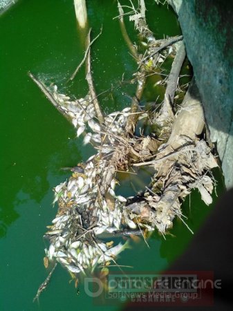 Planta de tratamiento de aguas residuales sería la causa de mortandad de peces en Aguazul