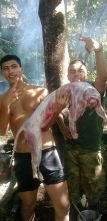 Autoridad ambiental reprochó episodio en que militares mataron a dos tigrillos en el Vichada