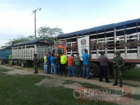 Ejército recuperó en Paz de Ariporo 64 cabezas de ganado procedente de Venezuela
