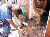 13.500 mascotas se inmunizarán en Yopal en Campaña de vacunación antirrábica de caninos y felinos