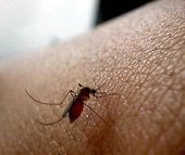 Casanare superó los 12 mil casos de Chikungunya