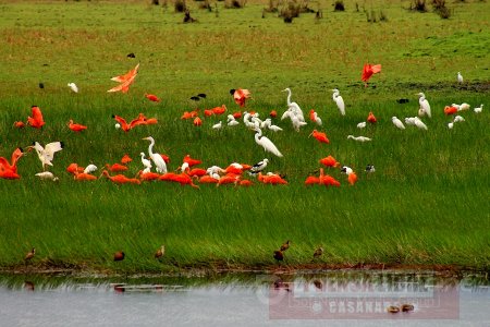 60.264 hectáreas de sabana casanareña para la conservación de varias especies de aves amenazadas