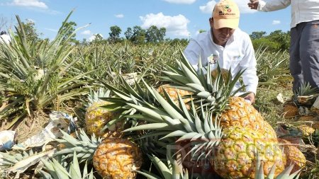 Minagricultura aprobaría 5 Alianzas productivas de ganadería, piña y plátano a  productores casanareños