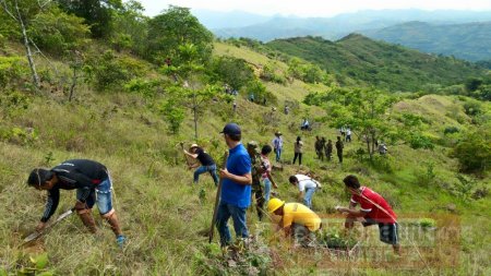 Evalúan sostenibilidad de campañas de reforestación en Yopal