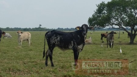 Avanza proyecto de mejoramiento de raza bovina en Casanare