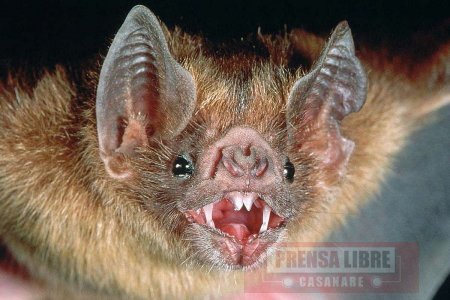 Programa de capturas de murciélagos hematófagos para controlar la enfermedad de la rabia en Casanare