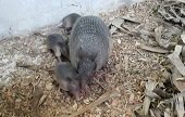 3 armadillos nacieron en cautiverio en zoocriadero de Corporinoquia