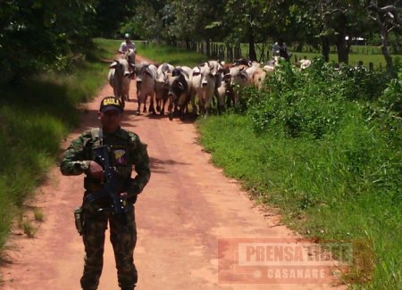 Gaula Militar recuperó en Yopal 23 toros hurtados en Pore  
