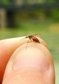 Con encuestas Secretaria de Salud busca detectar criaderos Aedes Aegypti en el departamento