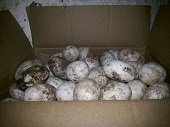 Policía Ambiental y Corporinoquia incautaron en Arauca huevos de babilla