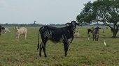 28 de agosto en Paz de Ariporo sortean vacas de programa de mejoramiento genético 