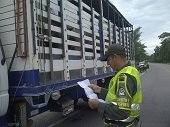 En Arauca el ICA sacrificó 25 cabezas de ganado procedente de Venezuela