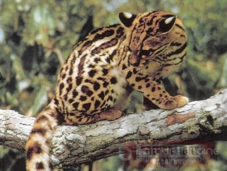 Corporinoquia interviene en conflicto entre finqueros, jaguares y pumas en Casanare
