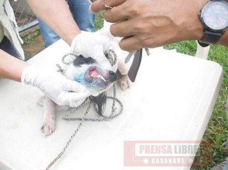 Hoy en Yopal jornada gratuita de vacunación de mascotas