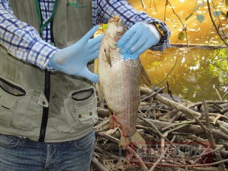 Corporinoquia inició investigación por mortandad de peces en Villanueva