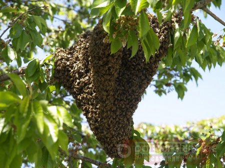 Calor perturba abejas generando emergencias en Yopal 