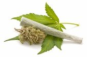 Cannabis para fines médicos y científicos: Proyecto de Decreto