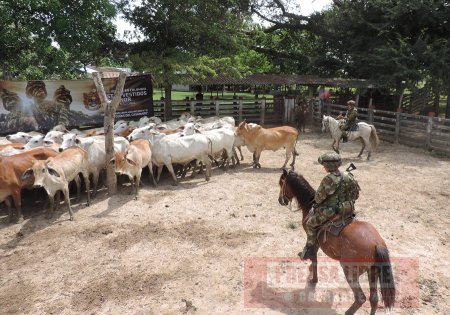 Ejército recuperó en Trinidad 63 bovinos que habían sido hurtados en Paz de Ariporo 