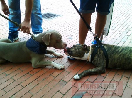 Apenas 35 ejemplares ingresaron a Censo canino de razas peligrosas en Yopal