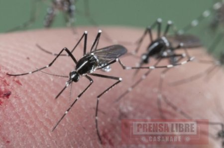 Por Zika se  declaró alerta epidemiológica en Casanare